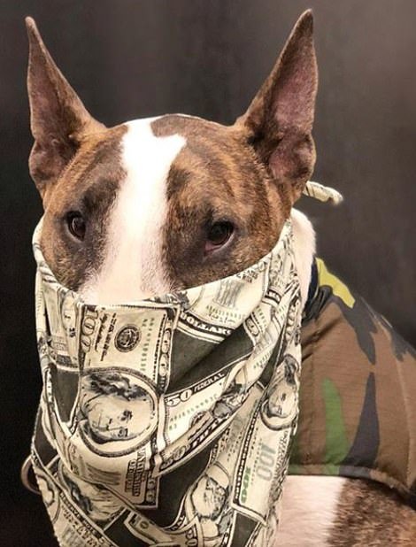 Μετά τα Rich Kids, ήρθαν τα κακομαθημένα πλουσιόσκυλα του Instagram -Χλιδάτα ρούχα, ιδιωτικά τζετ και... γκουρμεδιές [εικόνες] | iefimerida.gr 15