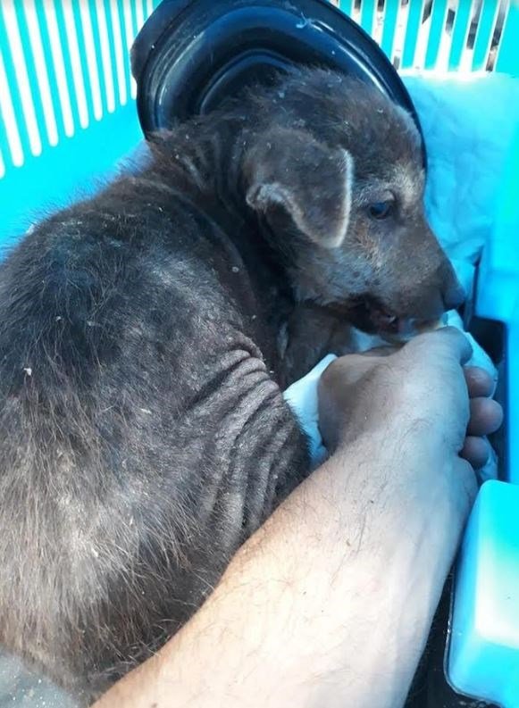 Viral βίντεο: Μπαίνει με... ακροβατικά σε φρεάτιο του Ψυχικού και σώζει εγκλωβισμένο κουτάβι [βίντεο] | iefimerida.gr 6