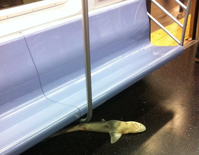 Νεκρός καρχαρίας βρέθηκε στο μετρό της Νέας Υόρκης [εικόνες] | iefimerida.gr 1