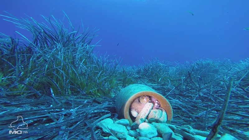 Βιολόγοι έριξαν πήλινα αγγεία με τροφή για τις φώκιες της Γυάρου [εικόνες] | iefimerida.gr 3