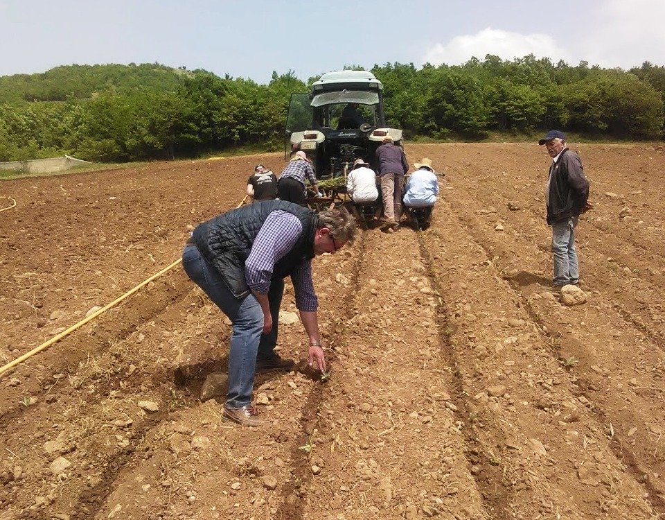 Το θεραπευτικό τσάι Ολύμπου από το Ελατοχώρι Πιερίας -Ιούνιο ξεκινά η συλλογή του [εικόνες]  | iefimerida.gr 4