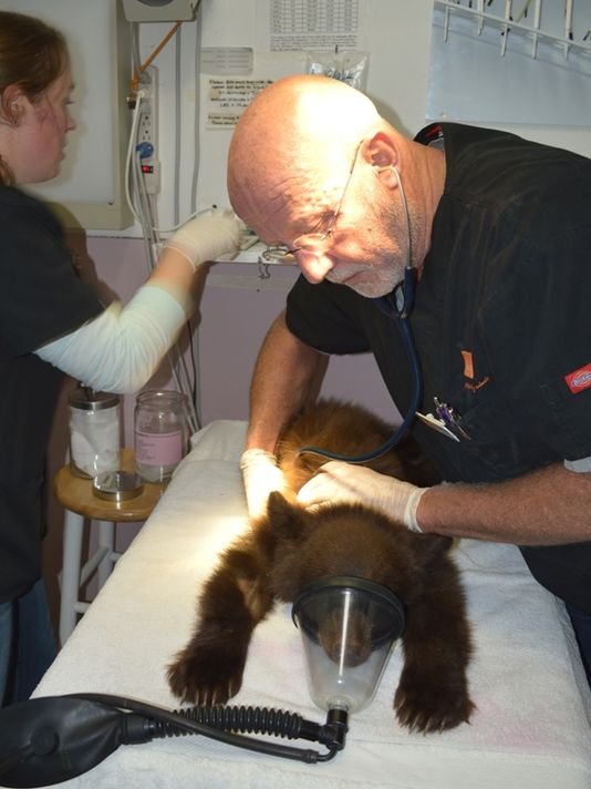 Αρκούδα εισβάλλει σε φαρμακείο στο Ορεγκον των ΗΠΑ [εικόνα & βίντεο] | iefimerida.gr 0