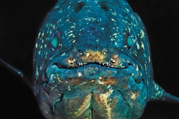 Πώς τα πτερύγια έγιναν σε πόδια - Τι δείχνει το DNA του κοιλάκανθου [εικόνες] | iefimerida.gr 0