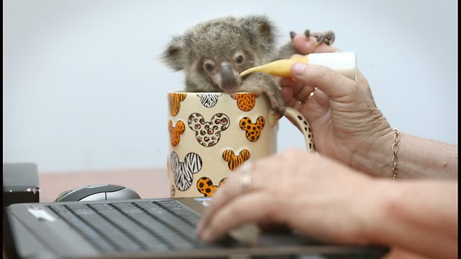 Μικροσκοπικό κοάλα με τάσεις αυτοκτονίας υιοθετήθηκε από μία Αυστραλή [εικόνες] | iefimerida.gr 2