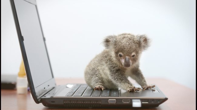 Μικροσκοπικό κοάλα με τάσεις αυτοκτονίας υιοθετήθηκε από μία Αυστραλή [εικόνες] | iefimerida.gr 3