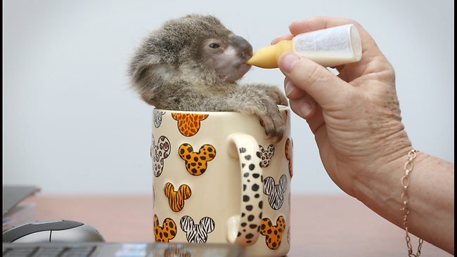 Μικροσκοπικό κοάλα με τάσεις αυτοκτονίας υιοθετήθηκε από μία Αυστραλή [εικόνες] | iefimerida.gr 4