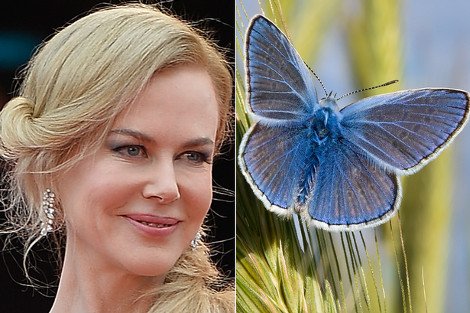 Τι φοβούνται οι διασημότητες -Από βατράχους και πεταλούδες μέχρι πόμολα και ελιές [εικόνες]  | iefimerida.gr 6