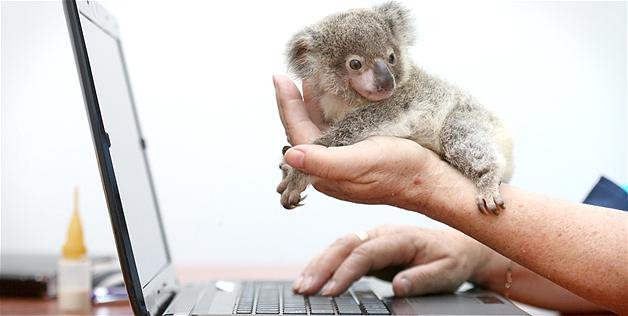 Μικροσκοπικό κοάλα με τάσεις αυτοκτονίας υιοθετήθηκε από μία Αυστραλή [εικόνες] | iefimerida.gr 1