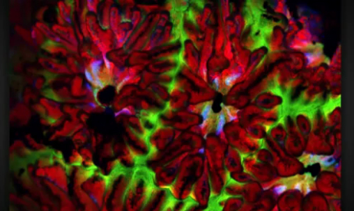 Επιστήμη σε 3D - Οι νικητές του διαγωνισμού επιστημονικής οπτικοποίησης 2012 [εικόνες] | iefimerida.gr 7