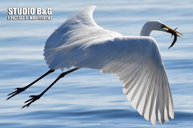 Η... χιονάτη γευματίζει στο Ναύπλιο [εικόνες & βίντεο]  | iefimerida.gr 0