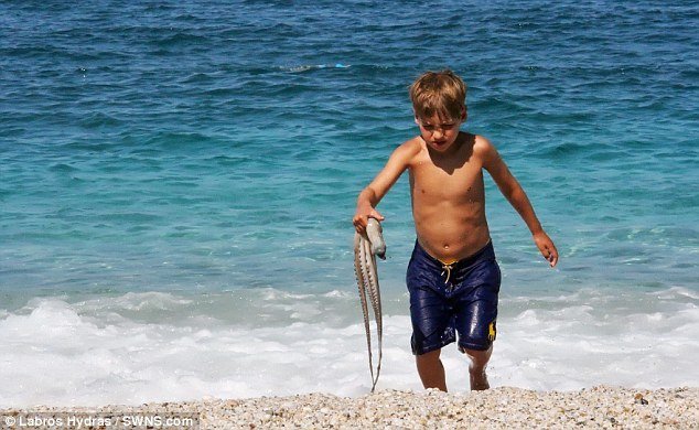 Το σπάνιο εξάποδο χταπόδι που έγινε μεζές από Ελληνοαμερικάνο ομογενή στο Πήλιο [εικόνες] | iefimerida.gr 5