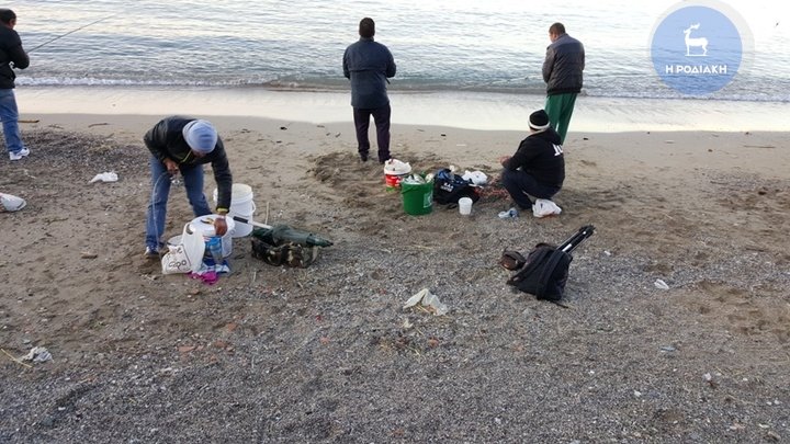 Πανζουρλισμός στη Ρόδο: Χιλιάδες τσιπούρες βγήκαν στη στεριά -Τι συνέβη [εικόνες & βίντεο] | iefimerida.gr 2