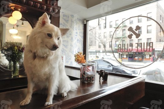 Κυριλέ μπαρ για σκύλους στο κέντρο της Νέας Υόρκης [εικόνες] | iefimerida.gr 0