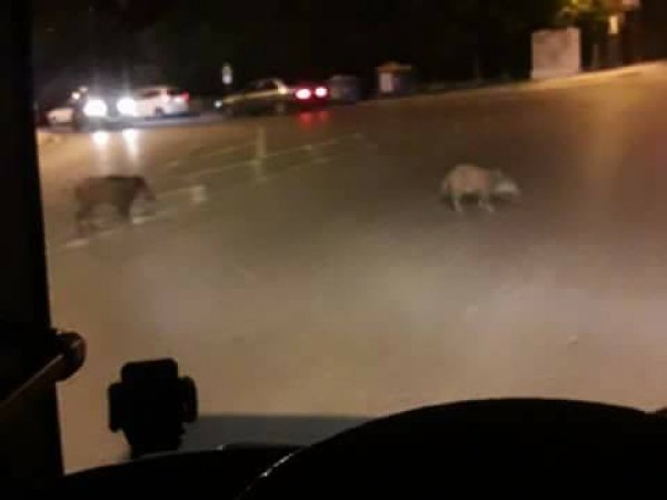 Θεσσαλονίκη: Αγριογούρουνα κάνουν... βόλτα στο Πανόραμα [εικόνες]  | iefimerida.gr 3