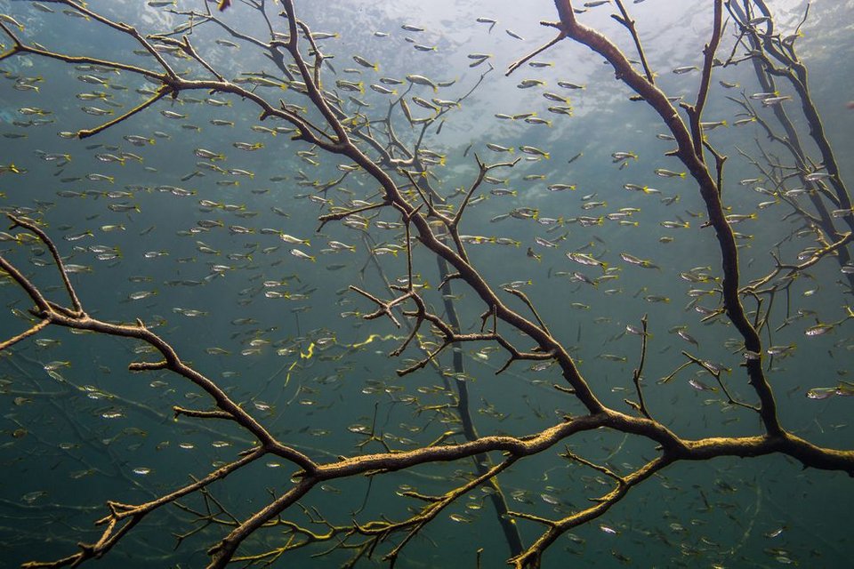 Πώς οι Μάγια προσπάθησαν να αποτρέψουν την καταστροφή τους [εικόνες & βίντεο] | iefimerida.gr 4