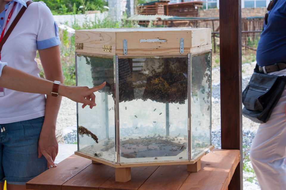 Ευεξία! Μέσα στο Πάρκο Μελισσοθεραπείας στη Θεσσαλονίκη [εικόνες] | iefimerida.gr 1
