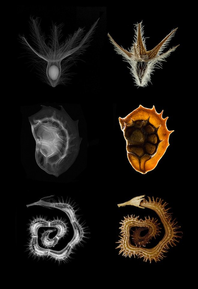 Επιστήμη σε 3D - Οι νικητές του διαγωνισμού επιστημονικής οπτικοποίησης 2012 [εικόνες] | iefimerida.gr 9