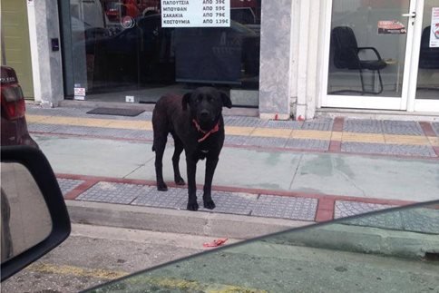 «Χάτσικο» στην Κομοτηνή: Η ιστορία που συγκίνησε το πανελλήνιο -Νεκρός ο ιδιοκτήτης του σκύλου που περίμενε... [εικόνες] | iefimerida.gr 0