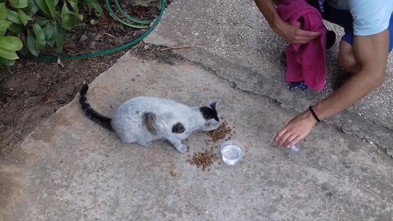 Η Protect Animals Greece καλύπτει τα έξοδα για την προετοιμασία υιοθεσίας των πυρόπληκτων ζώων | iefimerida.gr 1