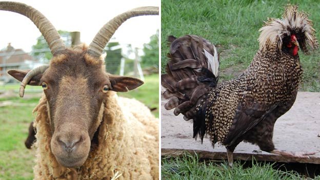 Η εναλλακτική ζωή ενός Βρετανού: Το πρωί είναι γιάπης, το απόγευμα γίνεται αγρότης [εικόνες]  | iefimerida.gr 3