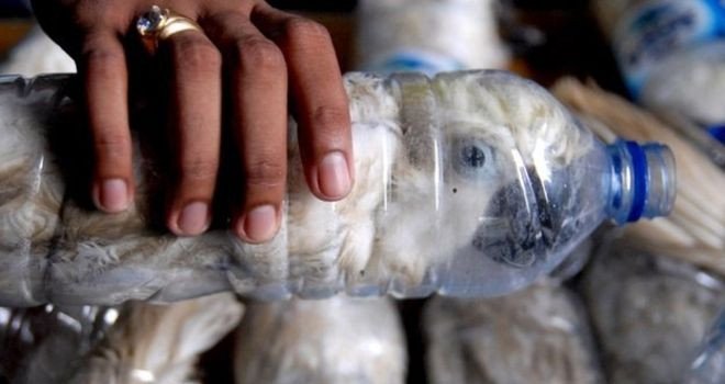 Λαθρέμπορος αιχμαλώτισε 21 παπαγάλους υπό εξαφάνιση μέσα σε πλαστικά μπουκάλια [εικόνες] | iefimerida.gr 2