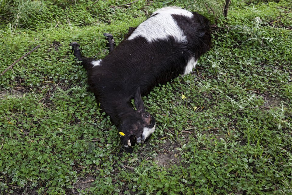 Τα ζώα δοκιμάζονται από τον σεισμό στη Κεφαλονιά: Κατσίκα παθαίνει καρδιακή προσβολή από το φόβο και πεθαίνει [εικόνα] | iefimerida.gr 0