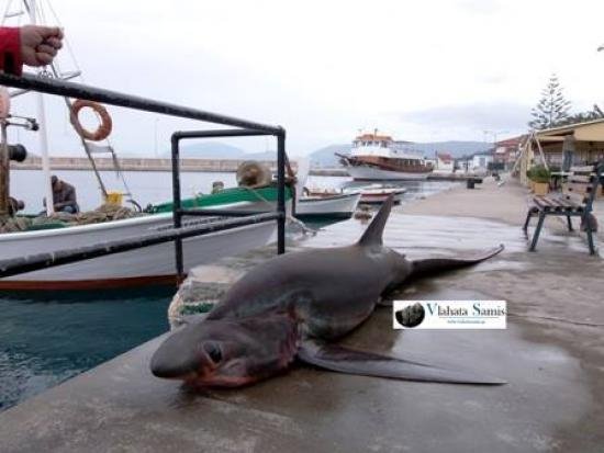 Καρχαριοειδές τεσσάρων μέτρων ψαρεύτηκε στην Κεφαλονιά -Πιάστηκε στα δίχτυα ψαράδων [εικόνες&βίντεο] | iefimerida.gr 2