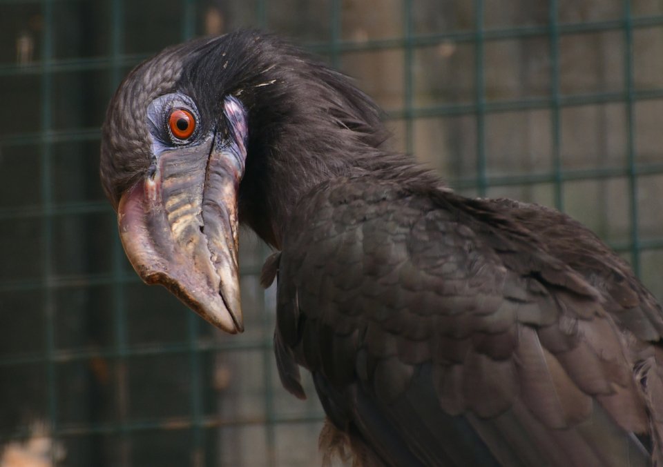 Σπάνιοι βούκεροι στο Αττικό Ζωολογικό Πάρκο «ποζάρουν» στον φωτογραφικό φακό [εικόνες] | iefimerida.gr 0