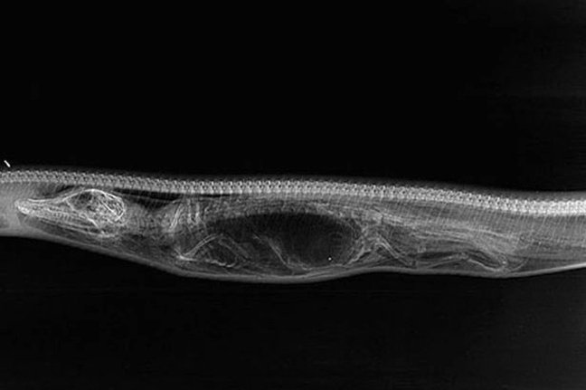 Πύθωνας καταβρόχθισε ολόκληρο αλιγάτορα [εικόνες]  | iefimerida.gr 0