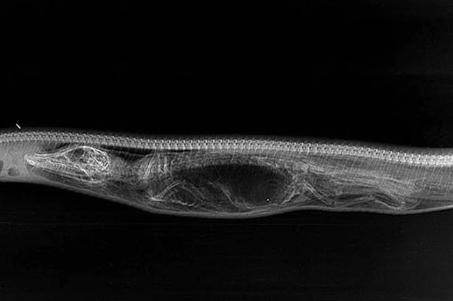 Πύθωνας καταβρόχθισε ολόκληρο αλιγάτορα [εικόνες]  | iefimerida.gr 1