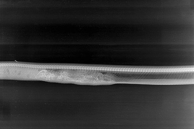 Πύθωνας καταβρόχθισε ολόκληρο αλιγάτορα [εικόνες]  | iefimerida.gr 3