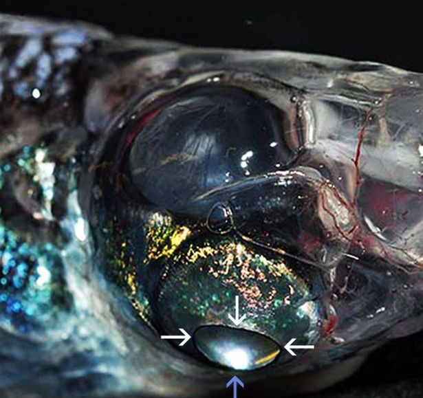 Ανατριχιαστικό μεταλλαγμένο ψάρι με 4 μάτια εντόπισαν Γερμανοί ερευνητές [εικόνες] | iefimerida.gr 0