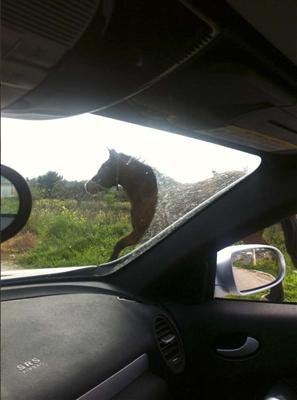 «Αδέσποτο» άλογο πετάχτηκε μπροστά στο αυτοκίνητο εγκύου παρουσιάστριας [εικόνες]  | iefimerida.gr 1