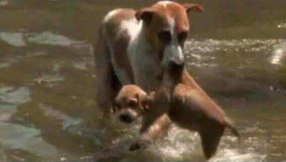 Τα Βαλκάνια πνίγονται: Ρεκόρ πλημμυρών, νεκρά σώματα αποκαλύπτονται καθώς αποτραβιούνται τα νερά [εικόνες] | iefimerida.gr 2