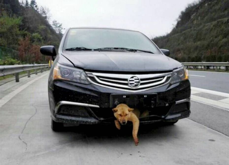 Απίστευτο: Οδήγησε 400 χλμ. με ένα κουτάβι σφηνωμένο στον προφυλακτήρα του αμαξιού του [εικόνες] | iefimerida.gr 0