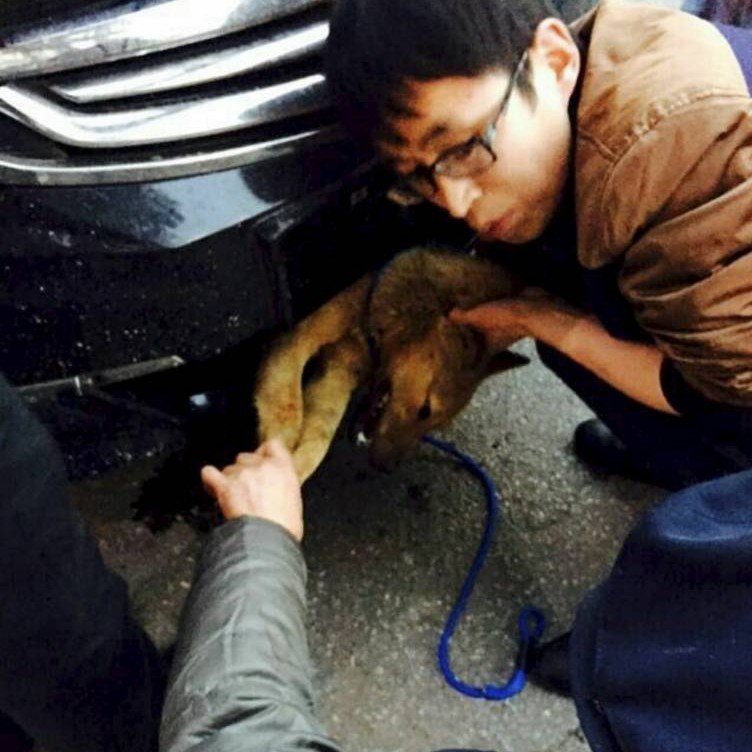 Απίστευτο: Οδήγησε 400 χλμ. με ένα κουτάβι σφηνωμένο στον προφυλακτήρα του αμαξιού του [εικόνες] | iefimerida.gr 2