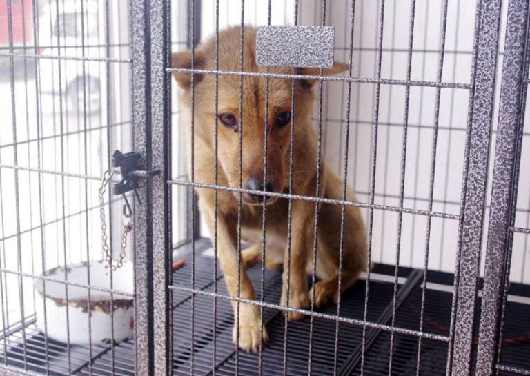 Απίστευτο: Οδήγησε 400 χλμ. με ένα κουτάβι σφηνωμένο στον προφυλακτήρα του αμαξιού του [εικόνες] | iefimerida.gr 3