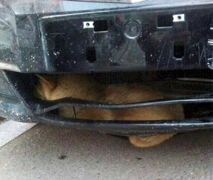 Απίστευτο: Οδήγησε 400 χλμ. με ένα κουτάβι σφηνωμένο στον προφυλακτήρα του αμαξιού του [εικόνες] | iefimerida.gr 1