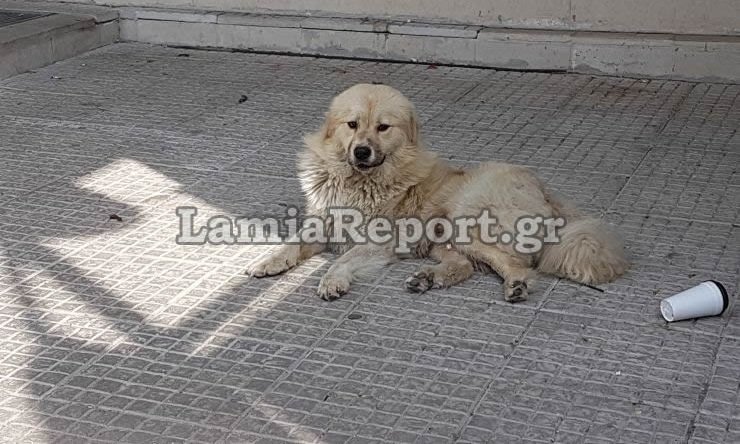 Λαμία: Εστησαν «γιγαντιαία» επιχείρηση για να απομακρύνουν αδέσποτο [εικόνες & βίντεο] | iefimerida.gr 1