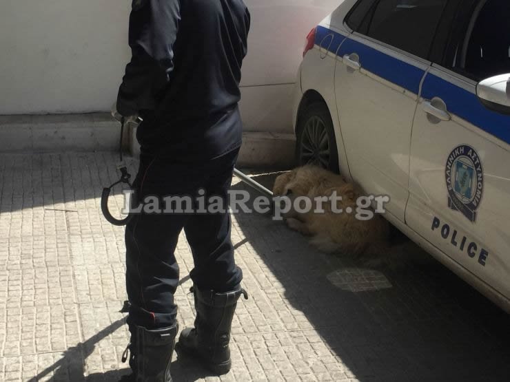 Λαμία: Εστησαν «γιγαντιαία» επιχείρηση για να απομακρύνουν αδέσποτο [εικόνες & βίντεο] | iefimerida.gr 2