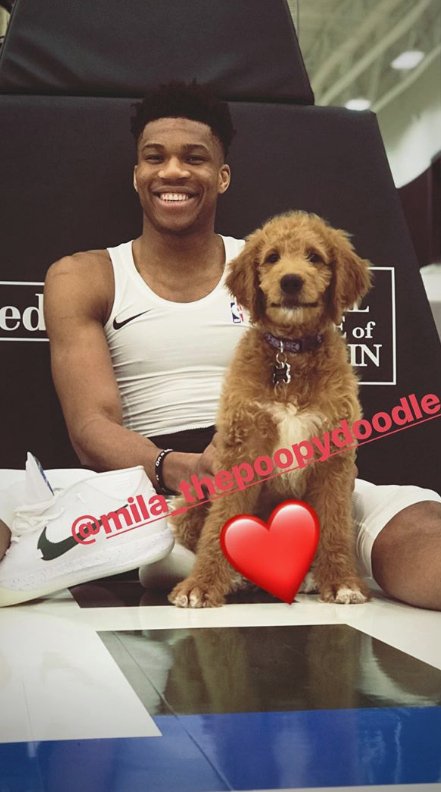 Το κουτάβι του Αντετοκούνμπο είναι αξιολάτρευτο -Εχει και δικό του λογαριασμό στο Instagram [εικόνες] | iefimerida.gr 0