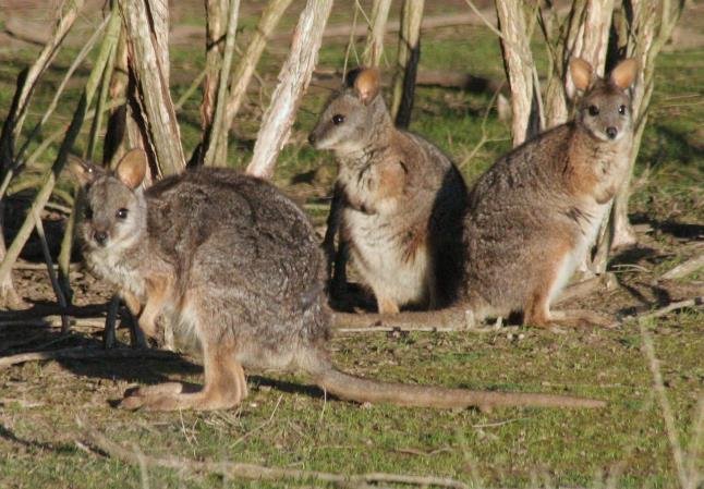 Υπάρχει πλάσμα στη γη που αυτοκτονεί κάνοντας έρωτα μέχρι θανάτου -Η εξήγηση των επιστημόνων [εικόνες] | iefimerida.gr 0