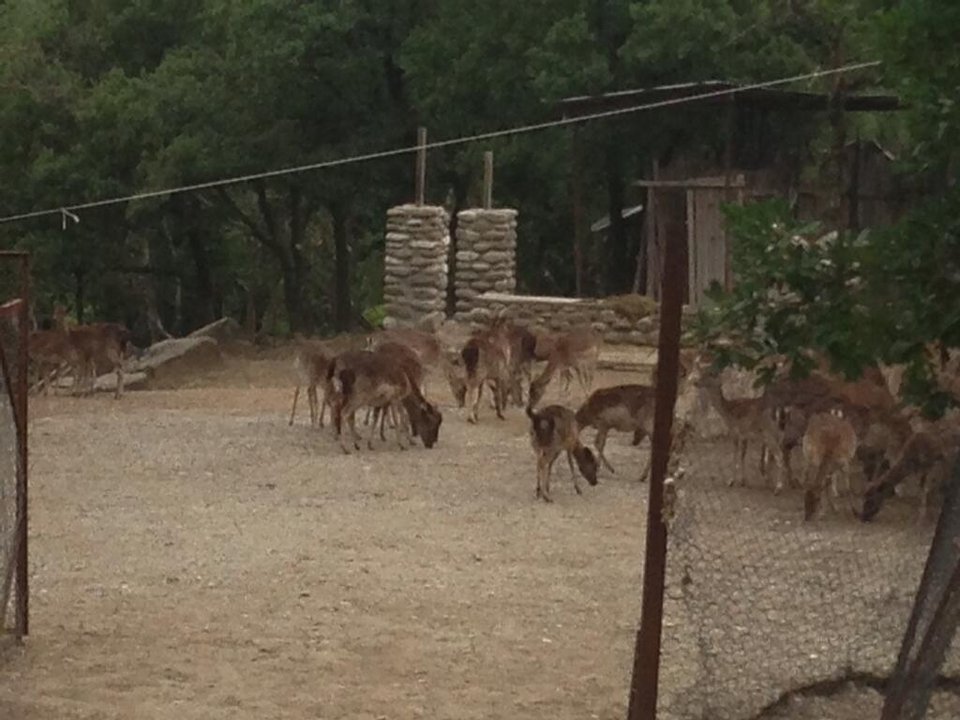 O Αδωνις τουιτάρει για Πάρκο Αγρίων Ζώων αλλά έχει μόνο κατσίκες [εικόνα] | iefimerida.gr 0
