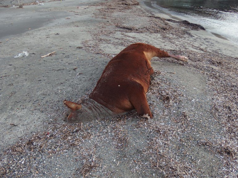 Στη Σύρο η θάλασσα ξέβρασε μία αγελάδα [εικόνες] | iefimerida.gr 0