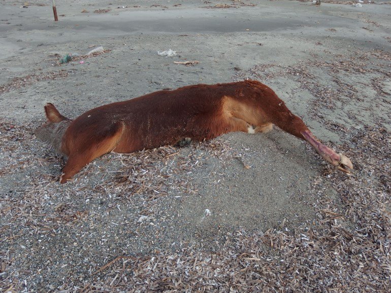 Στη Σύρο η θάλασσα ξέβρασε μία αγελάδα [εικόνες] | iefimerida.gr 1