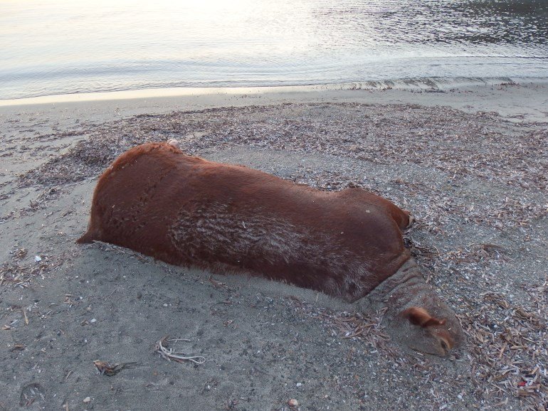 Στη Σύρο η θάλασσα ξέβρασε μία αγελάδα [εικόνες] | iefimerida.gr 2