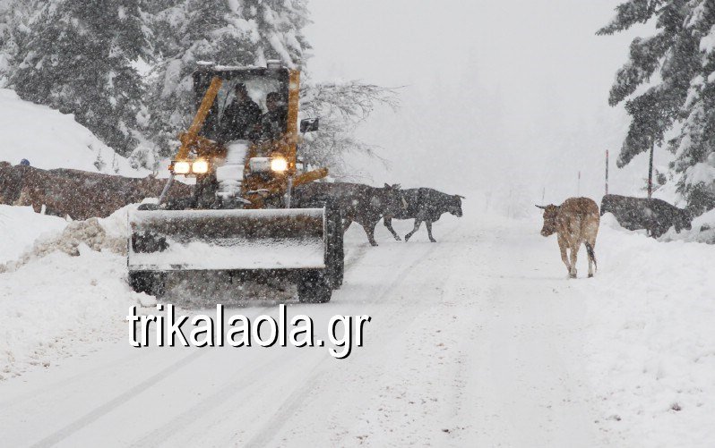 Αγελάδες βγήκαν στους χιονισμένους δρόμους των Τρικάλων και έφαγαν το... αλάτι [εικόνες & βίντεο] | iefimerida.gr 0