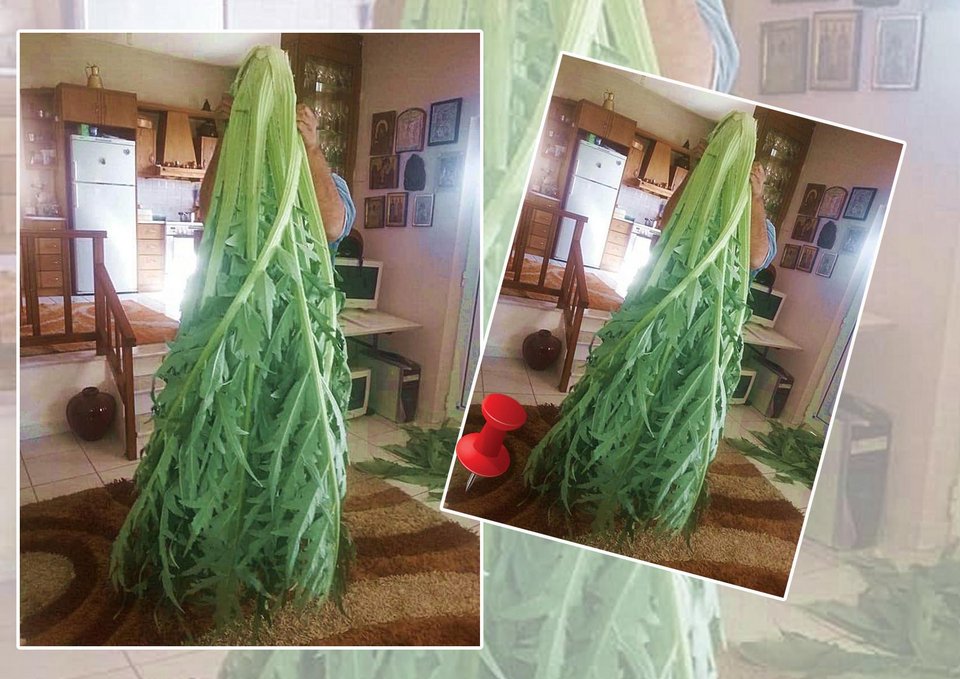 Αγκινάρα- γίγας στην Κρήτη ξεπερνά σε μπόι Κρητικό [εικόνα] | iefimerida.gr 0