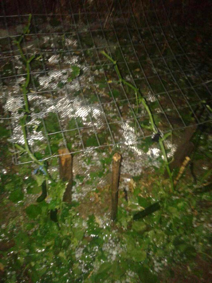 Λάρισα: Χαλαζόπτωση και ανεμοθύελλα έπληξαν χωριά του νομού [εικόνες] | iefimerida.gr 0