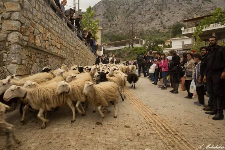 Στα Χανιά ευλογούν τα πρόβατα για τον Αγιο Γεώργιο -Εθιμο της Ενετοκρατίας [εικόνες] | iefimerida.gr 0